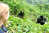 Kigali 1 Day Gorilla Trekking Trip Rwanda Short Safari 