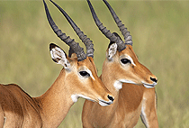 Mwanza Town Full Day City Tour Tanzania