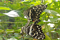 Jozani Forest Zanzibar Butterfly Centre Zala Park Day Tour