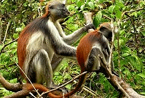 Ufufuma Forest Zanzibar Half Day Tour