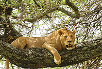 4 Days 3 Nights Hadza Bushmen Tribe Lake Eyasi Safari