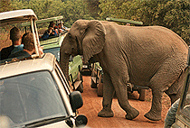 4 Days 3 Nights Hadza Bushmen Tribe Lake Eyasi Safari