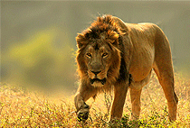 8 Days 7 Nights Kenya Road Safari Wildlife Tours