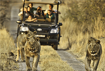 8 Day Kenya Safari Aberdare Samburu Baringo Nakuru Masai Mara