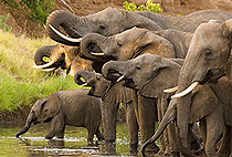 8 Day Kenya Safari Aberdare Samburu Baringo Nakuru Masai Mara