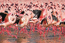 8 Days 7 Nights Kenya Road Safari Wildlife Tours