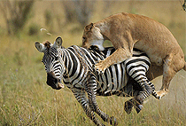 8 Days Kenya Safari Amboseli Aberdare Nakuru Masai Mara