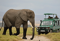8 Days 7 Nights Kenya Road Safari Wildlife Tours