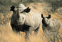 8 Day Kenya Safari Aberdare Samburu Baringo Nakuru Masai Mara