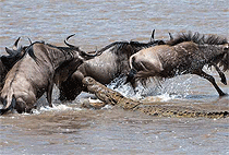 8 Days 7 Nights Kenya Road Safari Wildlife Tours