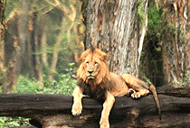 8 Days Kenya Safari Amboseli Aberdare Nakuru Masai Mara