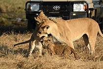 AA Lodge Mara Masai Mara National Reserve AA Lodge Mara Masai Mara National Reserve