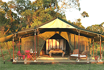 Elephant Pepper Camp Masai Mara  Elephant Pepper Camp Masai Mara