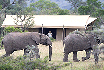 Encounter Mara Safari Camp Encounter Mara Safari Camp
