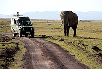 Hammerkop Migration Camp Masai Mara Hammerkop Migration Camp Masai Mara