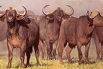 8 Days Kenya Safari Samburu Aberdare Nakuru Masai Mara