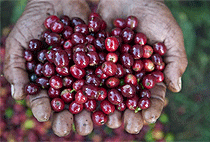 2 Days 1 Night Materuni Village Cultural Tourism Moshi Tour 2 Days 1 Night Materuni Village Cultural Tourism Moshi Tour