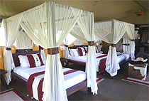 Mara Bush Camp Masai Mara Mara Bush Camp Masai Mara