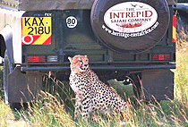 Mara Intrepids Tented Camp Masai Mara Mara Intrepids Tented Camp Masai Mara