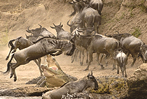 Mara Sidai Camp Masai Mara