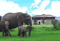 Mount Kenya Wildlife Estate Rental Homes Mount Kenya Wildlife Estate Rental Homes