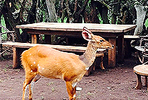 Olkoroi Camp Masai Mara