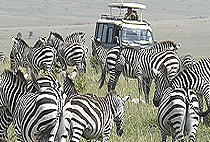 Olumara Tented Camp Masai Mara