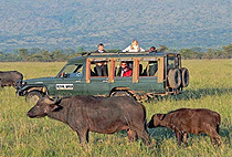 Royal Mara Safari Lodge