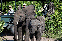 Shimba Hills National Reserve Mombasa South Coast