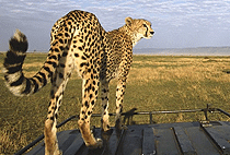 Spekes Camp Masai Mara Game Reserve Spekes Camp Masai Mara Game Reserve