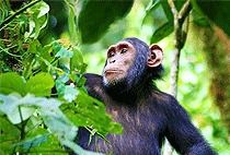 2 Days 1 Night Kibale National Park Chimpanzee Safari