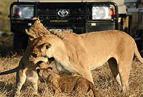 2 Days Murchison Falls Safari Ziwa Rhino Sanctuary Tour