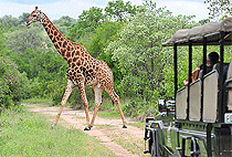 2 Days 1 Night Murchison Falls National Park Safari