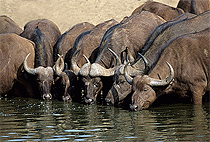 3 Days 2 Nights Murchison Falls National Park Safari