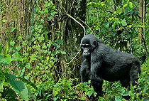 3 Days 2 Nights Bwindi Forest National Park Safari