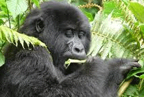3 Days 2 Nights Bwindi Forest National Park Safari