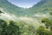 3 Days 2 Nights Bwindi Forest National Park Safari