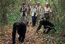 2 Days 1 Night Chimpanzee Tracking Safari Budongo Forest Reserve
