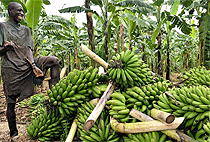 2 Days 1 Night Kampala Agricultural Tour Uganda