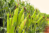 2 Days 1 Night Kampala Agricultural Tour Uganda