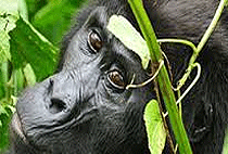 Uganda Safari Holidays Tours Trips 3 Days 2 Nights 