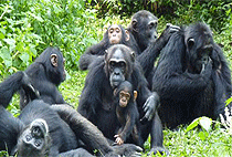 2 Days 1 Night Chimpanzee Tracking Safari Budongo Forest Reserve