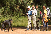 2 Days 1 Night Kibale National Park Chimpanzee Safari