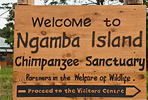 2 Days 1 Night Ngamba Island Chimpanzee Sanctuary Safari