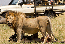 3 Days 2 Nights Queen Elizabeth National Park Safari 