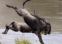 Nairobi City Tours 1 Day Masai Mara National Reserve Safari Nairobi City Tours 1 Day Masai Mara National Reserve Safari