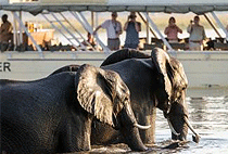 4 Day Lake Mburo Safari Bwindi Forest Gorilla Trekking Tour 4 Day Lake Mburo Safari Bwindi Forest Gorilla Trekking Tour