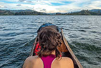 5 Days 4 Nights Bwindi Gorilla Trek Lake Bunyonyi Safari 5 Days 4 Nights Bwindi Gorilla Trek Lake Bunyonyi Safari