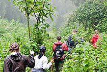 5 Days 4 Nights Bwindi Gorilla Trek Lake Bunyonyi Safari 5 Days 4 Nights Bwindi Gorilla Trek Lake Bunyonyi Safari