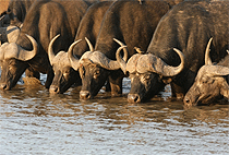 5 Days 4 Nights Kidepo National Park Uganda Safari 5 Days 4 Nights Kidepo National Park Uganda Safari